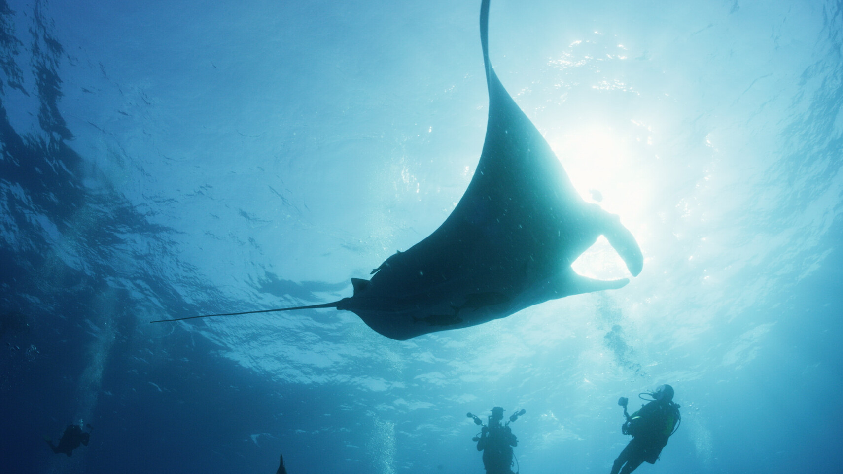 Mantarochen als Silhouette im Gegenlicht, drei Taucher beobachten ihn respektvoll von unten