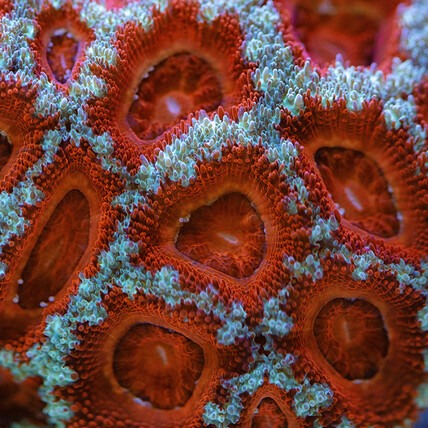 rot-weiß-hellblaue Acanthastrea Koralle
