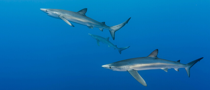 Drei Haie im Meer